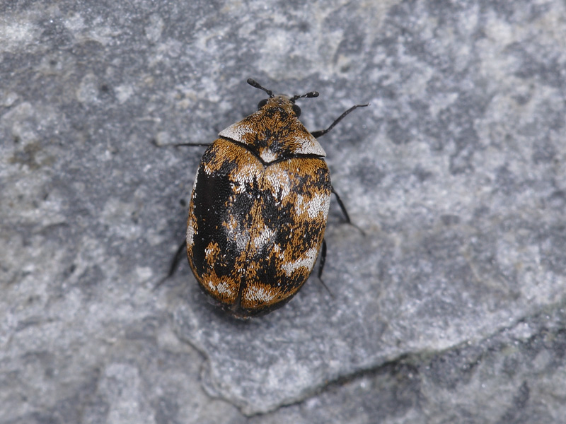 Coleottero domestico da determinare: Anthrenus